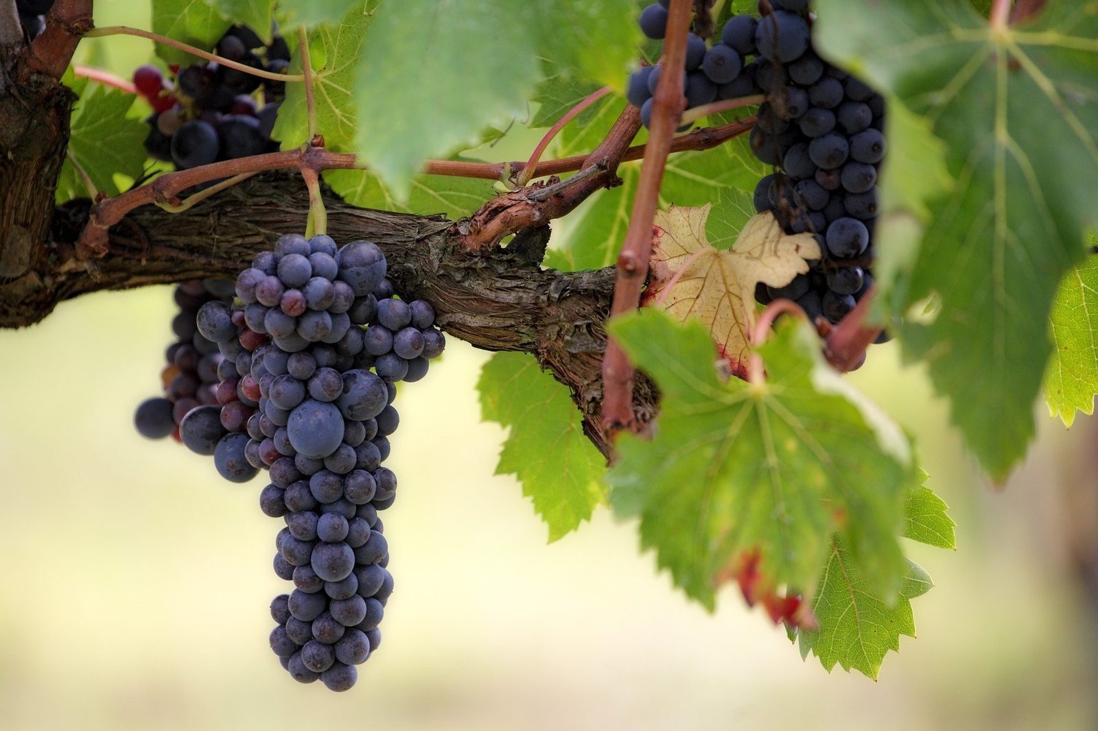 Bodegas Peral