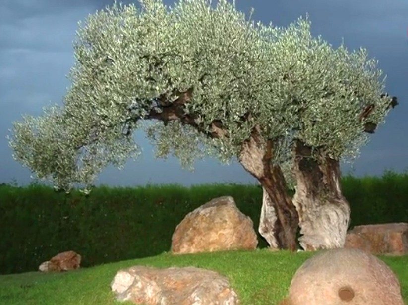 Árbol de la finca