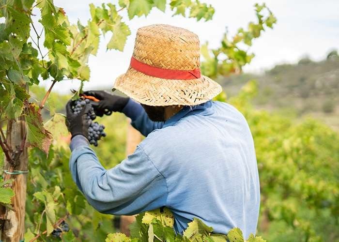 La vendimia manual en el viñedo